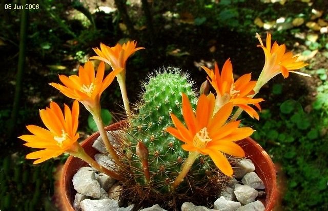 Rebutia_ donaldiana_ Lau348 _15